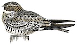 Common Nighthawk Illustration