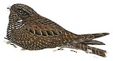 Band-tailed Nighthawk Illustration