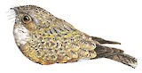 Pygmy Nightjar Illustration