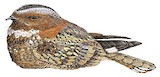 Band-winged Nightjar Illustration