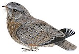 Sickle-winged Nightjar Illustration