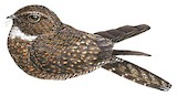 Roraiman Nightjar Illustration