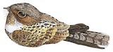 Cayenne Nightjar Illustration