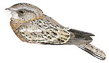 White-tailed Nightjar Illustration