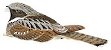 Yucatan Poorwill Illustration