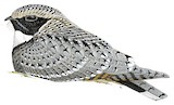 Common Poorwill Illustration