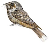 Cuban Nightjar Illustration