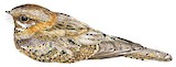 Red-necked Nightjar Illustration