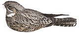 Grey Nightjar Illustration