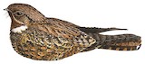 Palau Nightjar Illustration