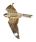 European Nightjar Illustration