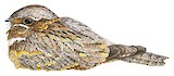 Rufous-cheeked Nightjar Illustration