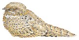 Egyptian Nightjar Illustration