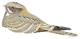 Nubian Nightjar Illustration