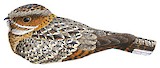 Fiery-necked Nightjar Illustration