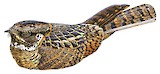 Montane Nightjar Illustration