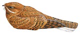 Plain Nightjar Illustration