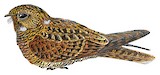 Prigogine's Nightjar Illustration