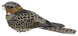 Bates's Nightjar Illustration