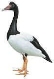 Magpie Goose Illustration