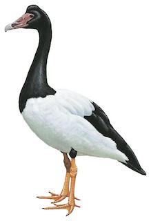 Magpie Goose San Diego Zoo Animals Plants, 56% OFF