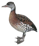 Spotted Whistling Duck Illustration