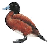 Maccoa Duck Illustration