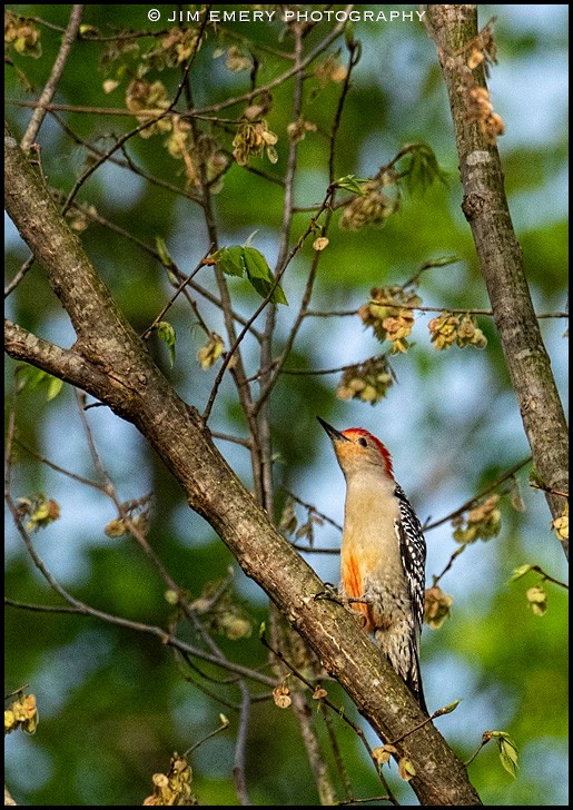Red-bellied Woodpecker - Jim Emery