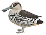 Pink-eared Duck Illustration