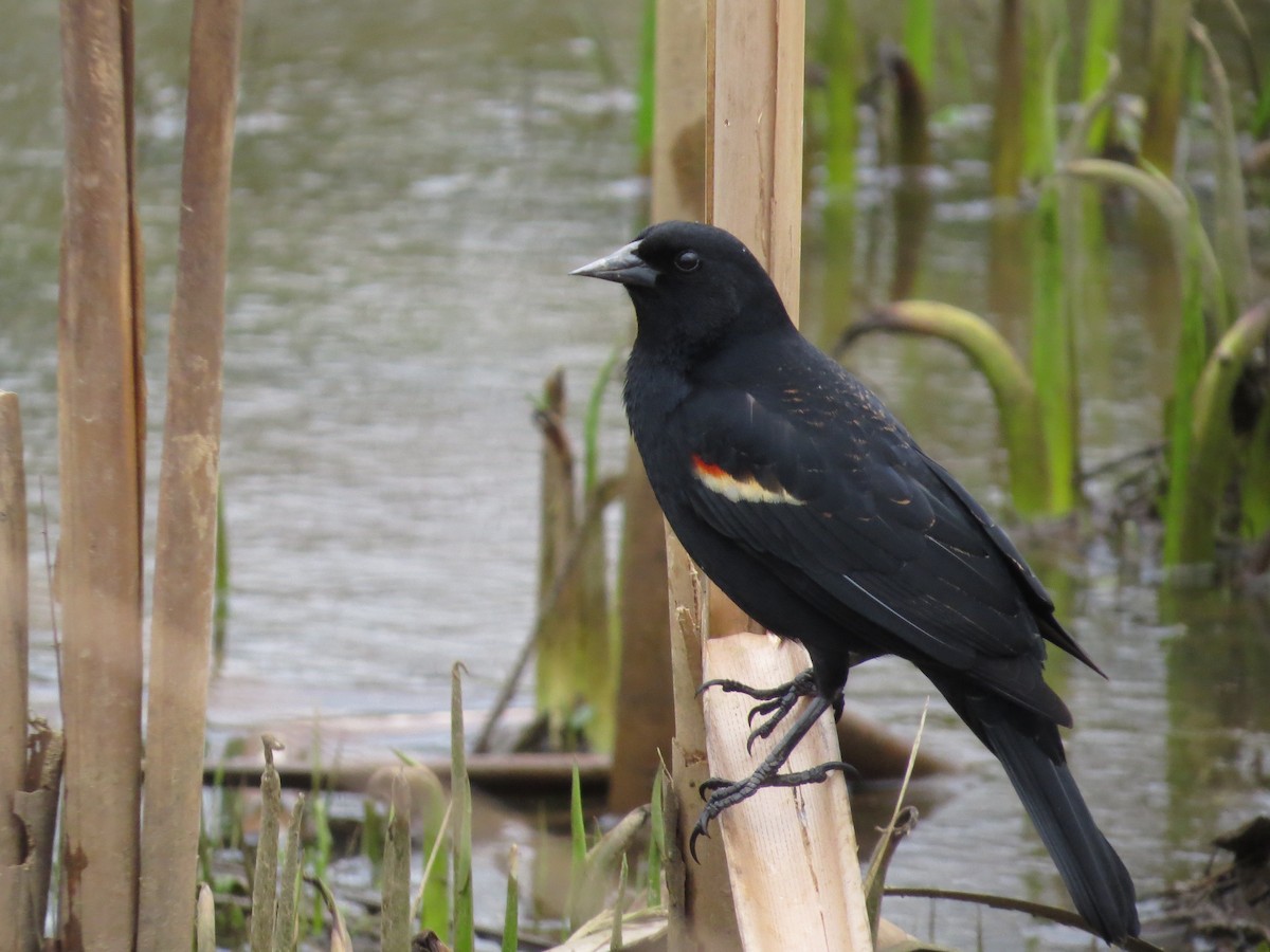 Red-winged Blackbird (Red-winged) - Ethan Green