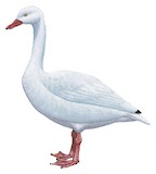 Coscoroba Swan Illustration