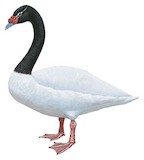 Black-necked Swan Illustration