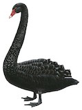 Black Swan Illustration