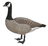 Cackling Goose Illustration