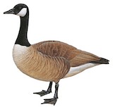 Canada Goose Illustration