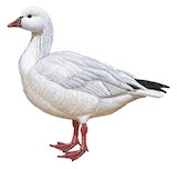 Ross's Goose Illustration