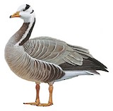 Bar-headed Goose Illustration