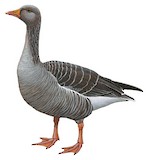 Greylag Goose Illustration