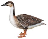 Swan Goose Illustration