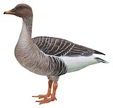 Taiga Bean Goose Illustration