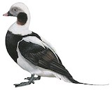 Long-tailed Duck Illustration