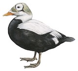 Spectacled Eider Illustration