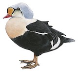 King Eider Illustration