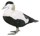 Common Eider Illustration