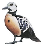 Steller's Eider Illustration