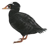 Surf Scoter Illustration