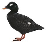 Stejneger's Scoter Illustration