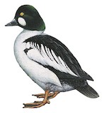 Common Goldeneye Illustration