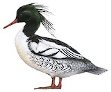 Scaly-sided Merganser Illustration