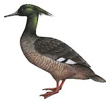 Brazilian Merganser Illustration